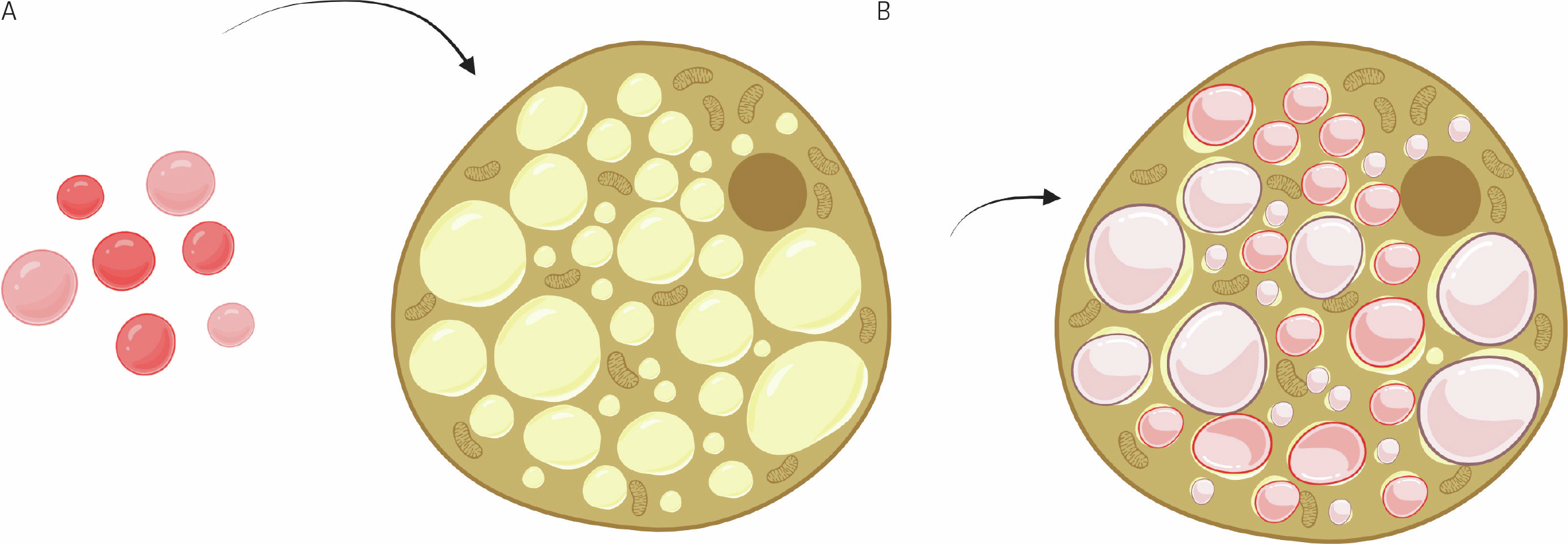 Diagram showing Oil Red O staining of lipid droplets during adipogenic differentiation: (A) red Oil Red O molecules on the left and (B) adipocyte with pink-stained lipid droplets inside the cell on the right.