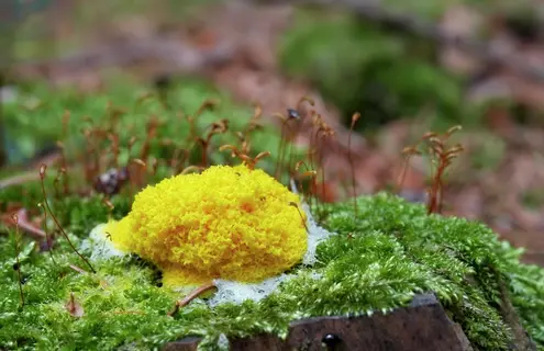 A large, round, sponge-like, yellow Eumycetozoan slime mold growing on green plants.