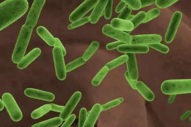 Green, rod-shaped Escherichia coli bacteria.