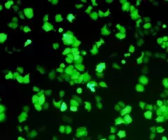 hutu_gfp_2_.jpg