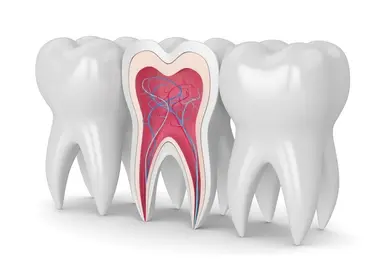 Detailed 3D rendering of a tooth cross-section highlighting internal structures such as nerves and blood vessels, surrounded by healthy teeth on a white background. Perfect for dental education, oral health resources, and anatomy visuals.