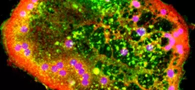 A fluorescent microscopy image of a mouse macrophage cell. The cell is predominantly green with pink spots scattered throughout, indicating different cellular components or markers.