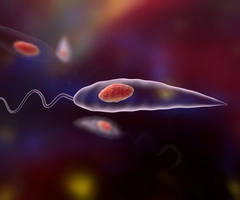 Microscopic view of Leishmaniasis parasites, showing elongated transparent bodies with red spherical structures inside and long, wavy tails.
