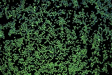 Green K562-GFP with nuclear stain.