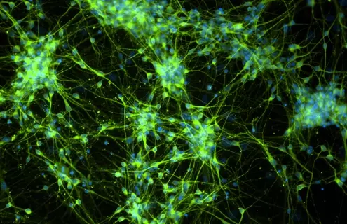 Green and blue dopaminergic neural progenitor cells