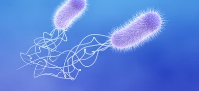 3D illustration of Pseudomonas Aeruginosa