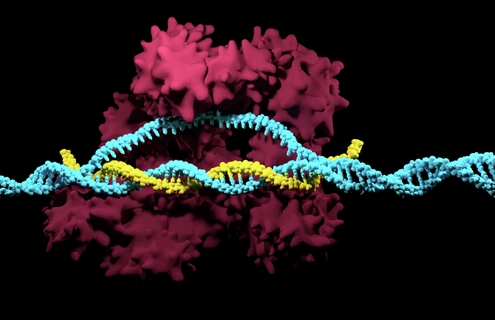 3D render of the CRISPR-Cas9 genome editing system