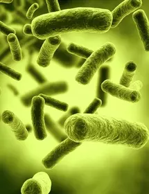 Dark green, yellow, floating rods of bacteria.