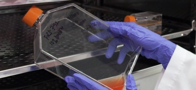 A person wearing purple gloves holds a cell culture flask with an orange cap and red liquid. The flask has handwritten labels and is being placed on a metal shelf with other similar flasks.