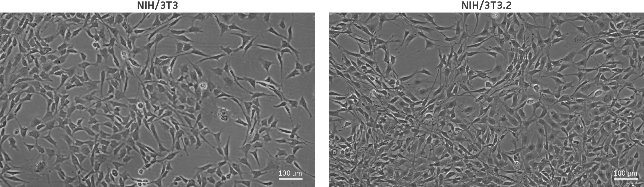 Morphology of the parental NIH/3T3 cells and NIH/3T3.2 clonal derivative cells at 70% confluency prior to sub-culture. Both cell lines showed fibroblast-like adherent cells of spindle or stellate shape.