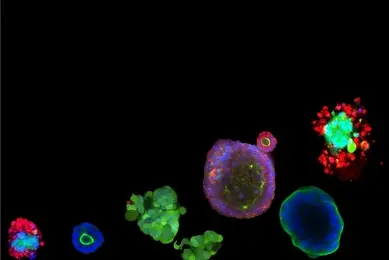 A fluorescence microscopy panel displays multiple organoids of varying sizes and shapes, each labeled with different fluorescent markers in red, green, and blue. The organoids show diverse structural and cellular organization against a black background.