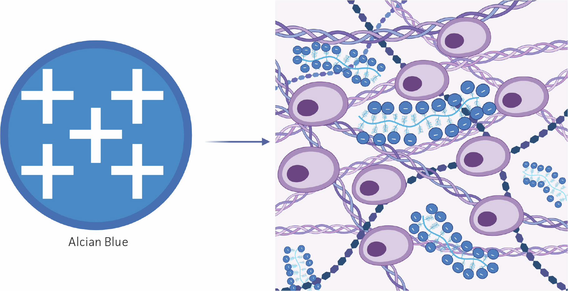 Diagram illustrating Alcian blue staining of sulfated glycosaminoglycans in chondrogenic cultures, showing a blue circle with positive charges on the left and a cartilage matrix with purple cells and blue-stained GAGs on the right.