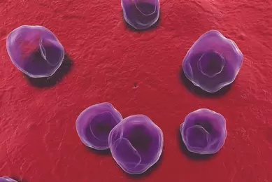  Transparent bubble of Chlamydia bacteria.