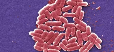 Pink, rod-shaped Escherichia coli bacteria clustered together.
