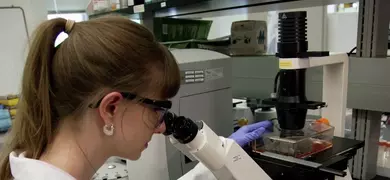 Female ATCC scientist in lab coat, safety glasses, and gloves, looking at media in a flask using an inverted microscope.