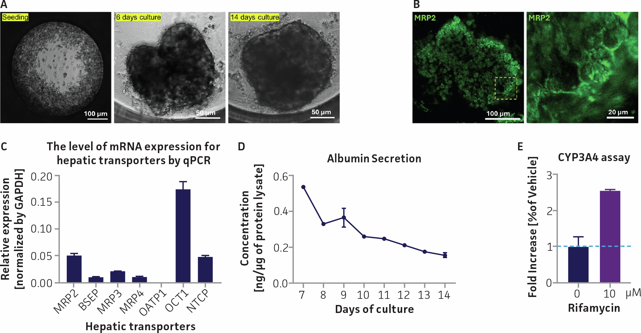 Figure showing functional characterization of HepatoXcell™ Pro in 3-D spheroid culture, including spheroid formation over time, confocal imaging of MRP2 expression, transporter expression bar graph, albumin secretion line graph, and CYP3A4 induction bar chart.