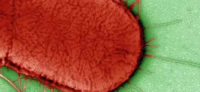 Closeup of  red Escherichia coli bacteria.