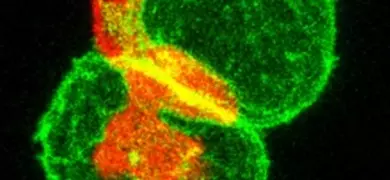Connected, fluorescent green, orange, and yellow, zebrafish embryo cells.