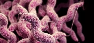 Collection of stiff, pink and white, curly campylobacter