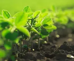 Row of bright, green soybean plants with small leaves in a row, some out of focus.