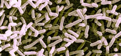 Cluster of small, pink, and brown, rod-shaped Escherichia coli bacteria.