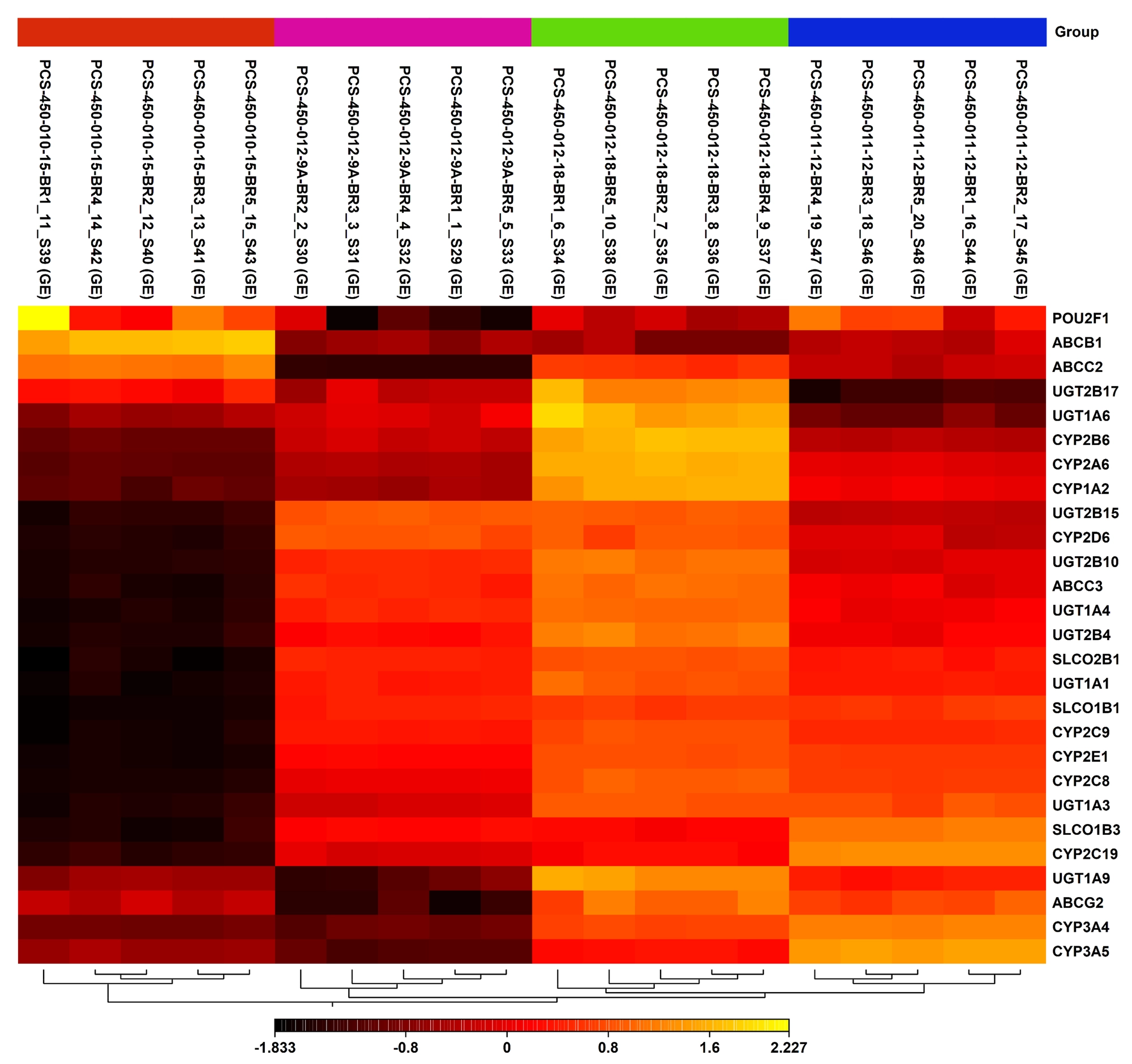 Heatmap showing gene expression levels of key metabolic and transport genes across primary human hepatocyte samples from multiple donors. Columns represent biological replicates grouped by donor, and rows represent genes such as CYP450 enzymes, UGTs, solute carriers, and ABC transporters, with expression values color-coded from low (black) to high (yellow).