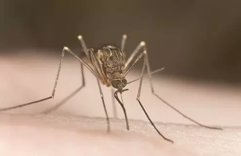 Closeup of a mosquito using its mouthpart to bite what looks like skin.