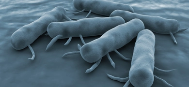 3D-rendered close-up of Salmonella Bacteria with flagella, shown in bluish tones floating in a fluid environment, emphasizing their textured surfaces and appendages.