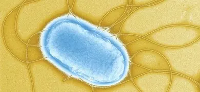 Digitally colorized image of a single Salmonella Typhimurium bacterium, shown in blue with multiple long flagella extending outward against a yellow background.