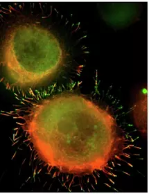 Orange and green K-562 bone marrow cells.