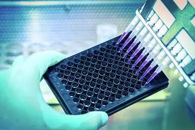 A scientist distributes a liquid throughout a cell culture plate with a multichannel pipette