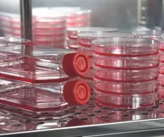 Short stacks of culture flasks and petri dishes containing red media.
