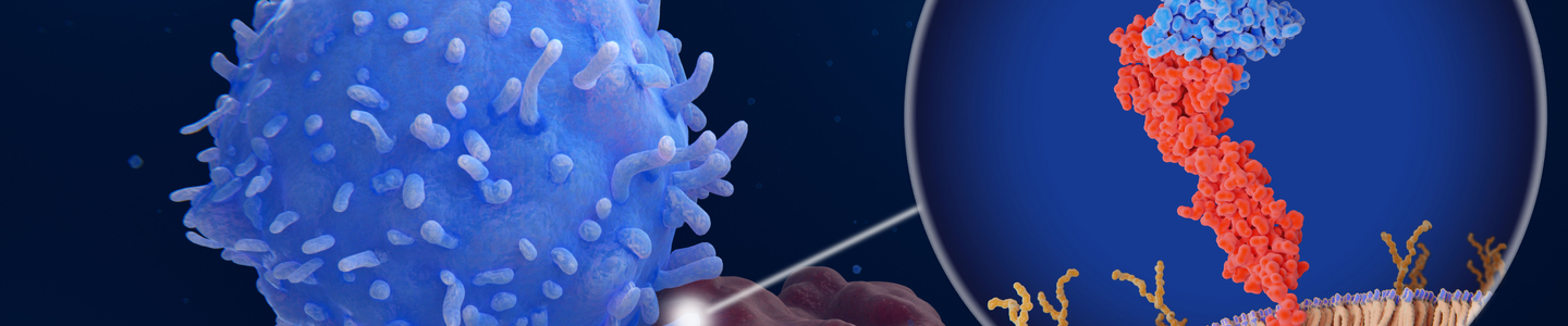 Immune checkpoint: Interaction between PD-1 (blue) on a T-cell and PD-L1 (red) on a cancer cell and PD-L1 inhibits T-cells