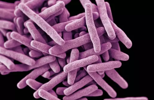 Computer-generated image of a cluster of pink rod-shaped, drug-resistant, Mycobacterium tuberculosis bacteria