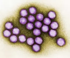 Purple and white spheres of adenovirus.