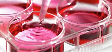 Pipette filling a well-plate with pink media