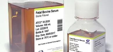 Two bottles of Fetal Bovine Serum (FBS) from ATCC, one 500 mL and one 100 mL, are labeled with product details including lot number, expiration date, and storage instructions.