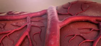 Close-up 3D illustration of blood vessels and capillaries on a tissue surface, showing branching red veins and arteries with detailed texture.
