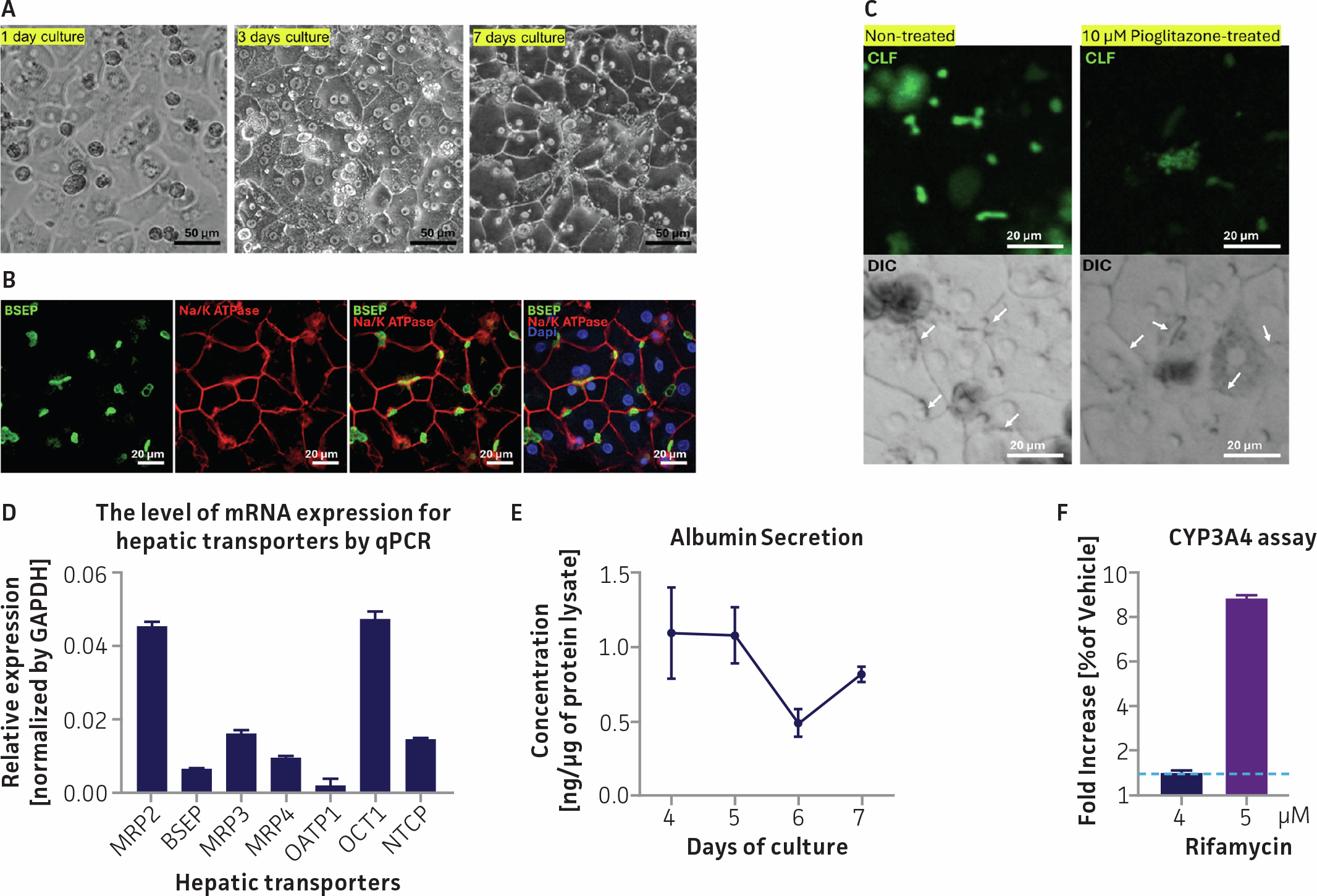 Figure showing functional characterization of HepatoXcell™ Pro in sandwich culture, including microscopy images of hepatocyte organization, bile canaliculi formation, fluorescent bile acid efflux, transporter expression bar graph, albumin secretion line graph, and CYP3A4 induction bar chart.