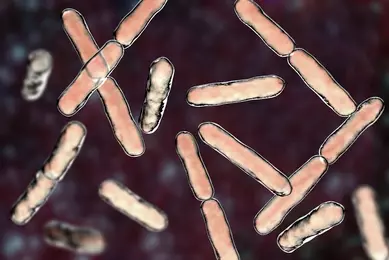 Bacteria Bifidobacterium-iStock-1028375394.jpg