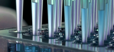 Close-up view of multiple pipette tips dispensing blue liquid into a clear multi-well plate in a laboratory setting.