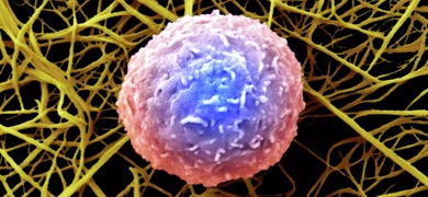 Human, white blood cell.