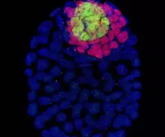 Blue and pink mouse blastocyst cells.