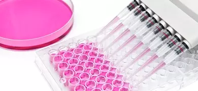 Multi channel pipette and 96 well transparent plate for cell based assay