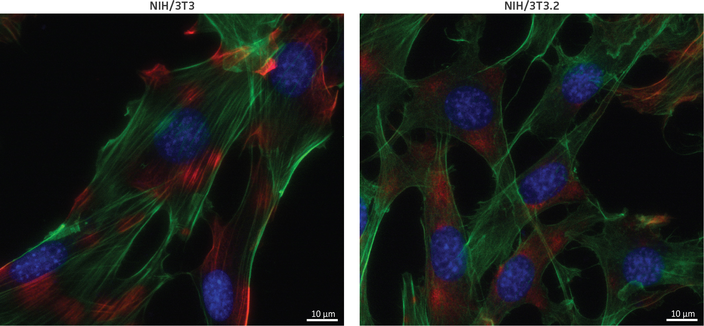 Immunofluorescent staining of alpha-smooth muscle actin and F-actin on parental and clonal derivative cells. The NIH/3T3.2 clonal derivative and NIH/3T3 parental cell lines demonstrated similar expression of alpha-smooth muscle actin (red) and F-actin (green).