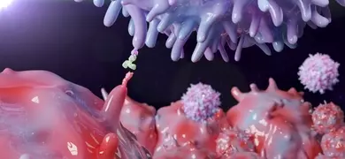 Therapeutic antibody blocking PD-1