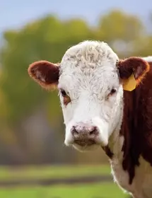 Close-up of a Hereford cow standing in the pasture on an autumn day