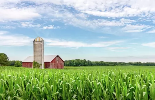Classic red barn and silo set in a field of green corn and under a blue sky