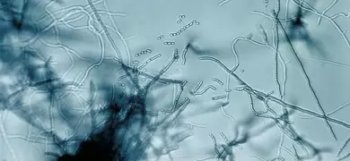 Translucent, blue strands of streptomyces bacteria.