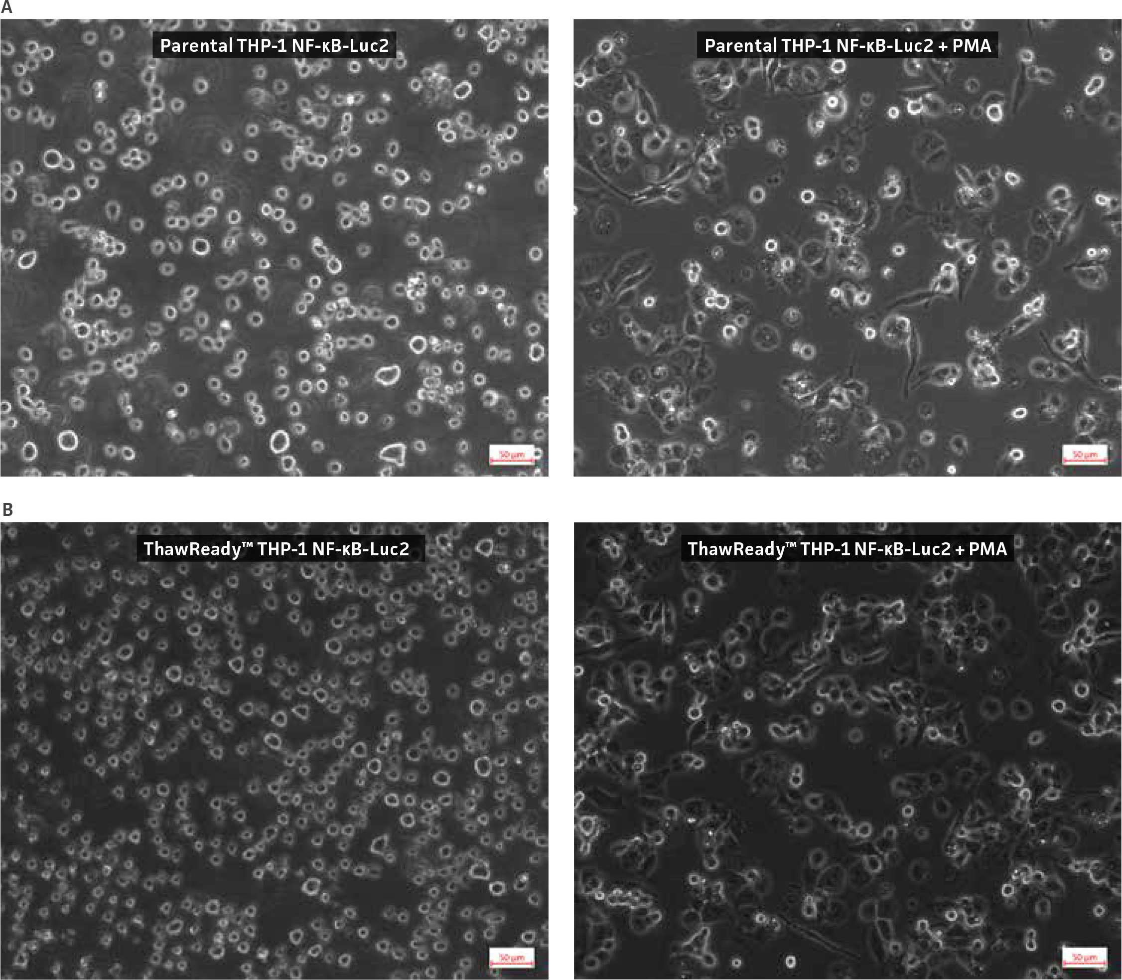 Morphological changes of Assay Ready THP-1 NF-κB-Luc2 cells after PMA treatment